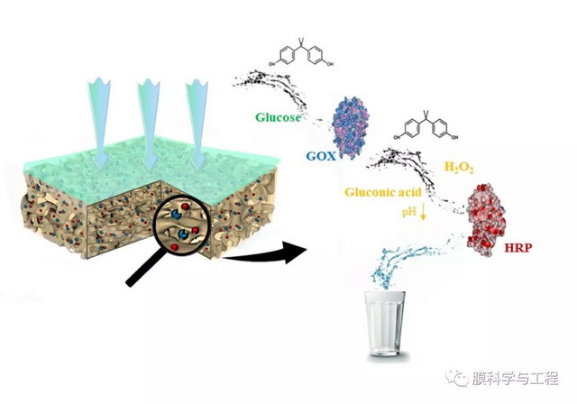 纳滤膜包埋双酶为去除饮用水微污染物构建智能膜系统