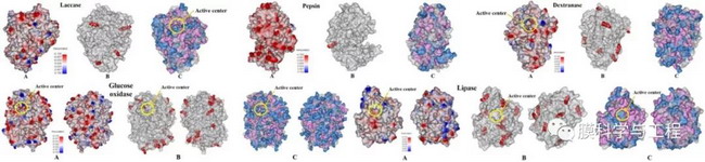 (A)不同酶表面荷电情况(红色：负电荷；绿色：正电荷)；(B)可能的共价键合位点(红点：赖氨酸)和(C)表面亲疏水性(紫色：疏水区域；蓝色：亲水区域)