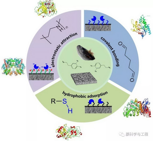 万印华团队提出了具有普适性的生物催化膜制备新技术